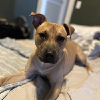 Black Mouth Cur and Mixed Breed Dogs Available for Adoption - Ruben | PetCurious