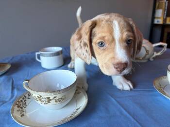 Earl Grey - fostered in Omaha -  Beagle and Australian Shepherd Dog for Adoption in Overland Park, Kansas - Earl Grey - Fostered In Omaha | PetCurious