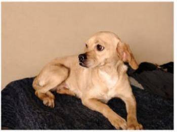 Piglet -  Puggle Dog for Adoption in Chula Vista, California - Piglet | PetCurious