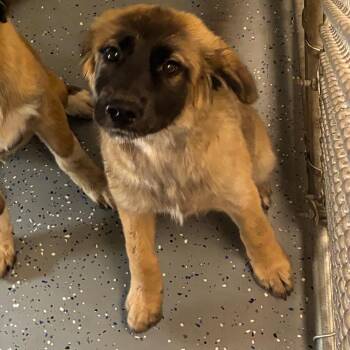 Cherry -  Mixed Breed Dog for Adoption - Cherry | PetCurious