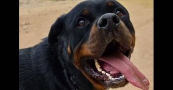 Rottweiler Dogs Available for Adoption - Bam | PetCurious