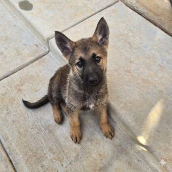 German Shepherd Dog Dogs Available for Adoption in Justin, Texas - Kida  | PetCurious