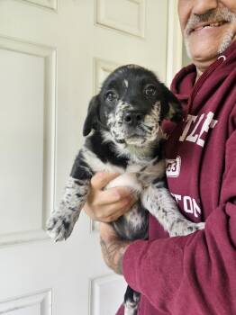 Puppies - Blizzy -  Terrier Dog for Adoption in Longview, Washington - Puppies - Blizzy | PetCurious