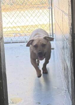 Mixed Breed Dogs Available for Adoption in Daytona Beach, Florida - Max - 2 | PetCurious