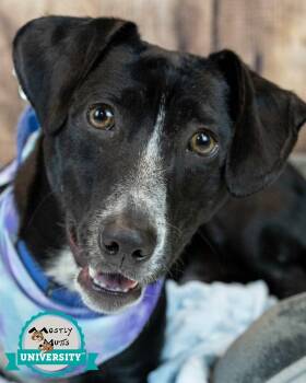 Dachshund and Labrador Retriever Dogs Available for Adoption in Kennesaw, Georgia - Mateo | PetCurious