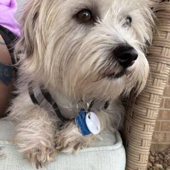 Terrier and Mixed Breed Dogs Available for Adoption in Broken Arrow, Oklahoma - Travis Meyer | PetCurious