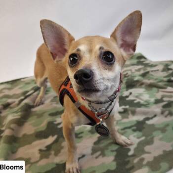 Chihuahua and Jack Russell Terrier Dogs Available for Adoption - Blooms D4583 | PetCurious