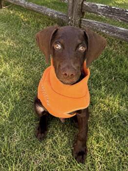 Zeke - TRIPOD -  Doberman Pinscher and Weimaraner Dog for Adoption in Newport Beach, California - Zeke - TRIPOD | PetCurious