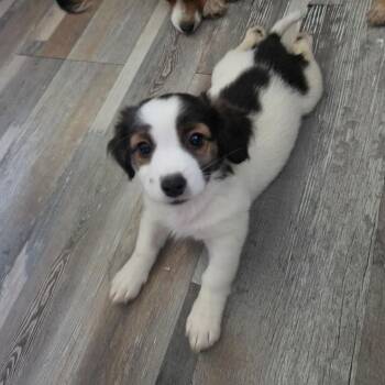 Sponge -  Mixed Breed Dog for Adoption in Tacoma, Washington - Sponge | PetCurious