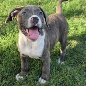 Cane Corso and Pit Bull Terrier Dogs Available for Adoption in Bryan, Texas - Capri | PetCurious