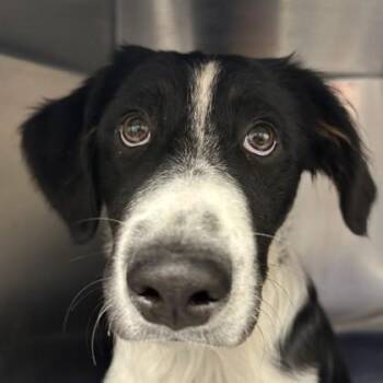 Reese -  Australian Shepherd and Border Collie Dog Available for Adoption in Sacramento, California - Reese | PetCurious