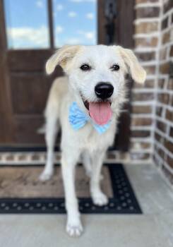 Rescue Terrier and Mixed Breed Dogs for Adoption in Tacoma, Washington - Sokka | PetCurious