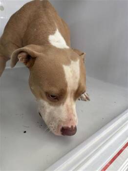 A661869 -  Pit Bull Terrier and Mixed Breed Dog for Adoption in Houston, Texas - A661869 | PetCurious