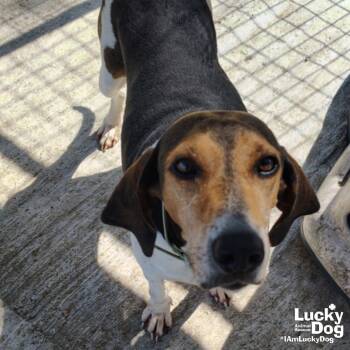 Rescue Foxhound Dogs for Adoption in Washington, District Of Columbia - Lainey | PetCurious