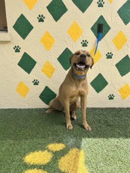 DEAN -  Hound Dog for Adoption in Winter Haven, Florida - DEAN | PetCurious