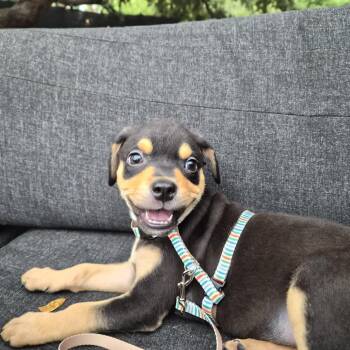 Rottweiler Dogs Available for Adoption in San Antonio, Texas - Mas | PetCurious