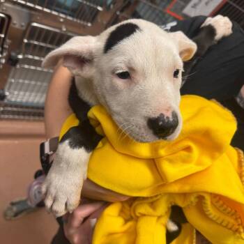 Bubbles -  Mixed Breed Dog for Adoption in Columbus, Georgia - Bubbles | PetCurious