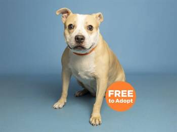 Pit Bull Terrier Dogs Available for Adoption in Phoenix, Arizona - ROXY | PetCurious