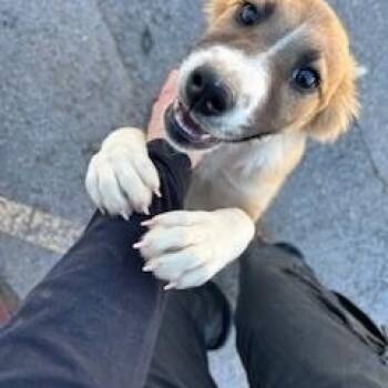 Shepherd and Husky Dogs Available for Adoption - Chai | PetCurious