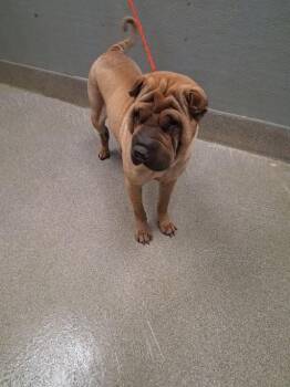 Shar Pei Dogs Available for Adoption in Las Vegas, Nevada - RAIN | PetCurious