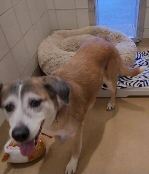 HAZEL -  Labrador Retriever and Boxer Dog for Adoption in Derwood, Maryland - HAZEL | PetCurious