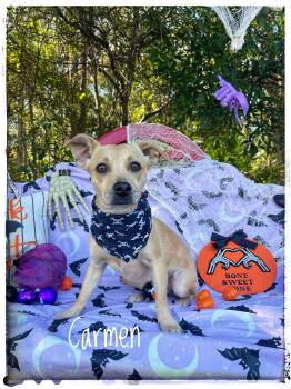 Carmen -  Chihuahua Dog for Adoption in Sebring, Florida - Carmen | PetCurious