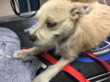 SPIKE -  Terrier and Mixed Breed Dog for Adoption in Riverside, California - SPIKE | PetCurious