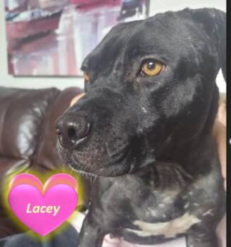Rescue Mixed Breed Dogs for Adoption in Palm Harbor, Florida - Lacey | PetCurious