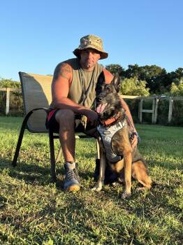 Rescue Belgian Shepherd Malinois Dogs for Adoption - Sultan | PetCurious