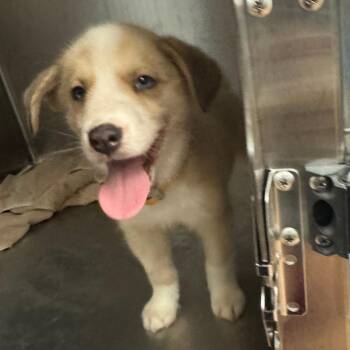 Cody Jr -  Mixed Breed Dog for Adoption in Columbus, Georgia - Cody Jr | PetCurious