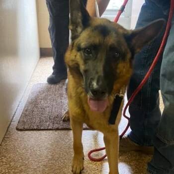 Pot Pie -  German Shepherd Dog Dog for Adoption in Chehalis, Washington - Pot Pie | PetCurious