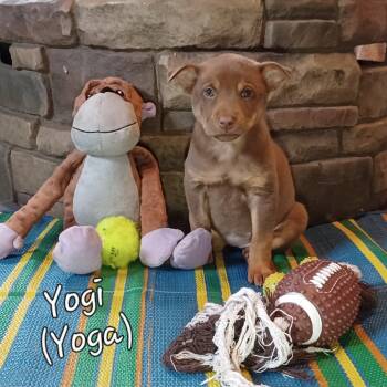 Rescue Mixed Breed Dogs for Adoption in Buffalo, Minnesota - Yoga | PetCurious