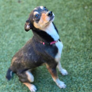 Bee -  Rat Terrier Dog for Adoption in Greensboro, North Carolina - Bee | PetCurious