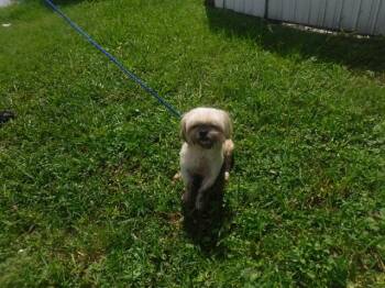 JULIA -  Shih Tzu and Mixed Breed Dog for Adoption in Doral, Florida - JULIA | PetCurious