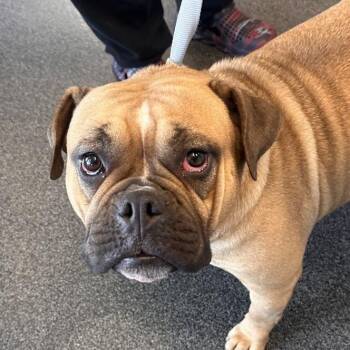 Mixed Breed Dogs Available for Adoption in Allentown, Pennsylvania - Mrs. Puff | PetCurious