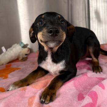 Benji -  Miniature Pinscher Dog for Adoption in Stillwater, Oklahoma - Benji | PetCurious