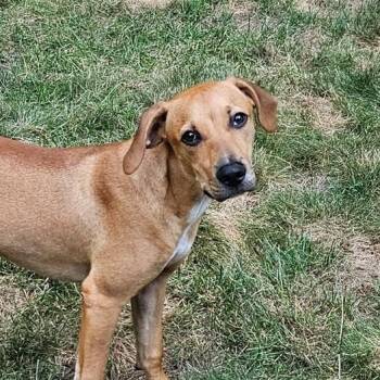 Rescue Mixed Breed Dogs for Adoption in Sandwich, Massachusetts - John | PetCurious