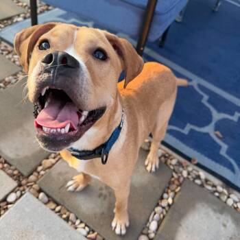 Nolan -  Boxer and American Staffordshire Terrier Dog for Adoption in Humble, Texas - Nolan | PetCurious
