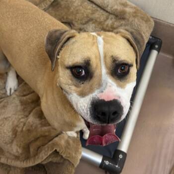 Staffordshire Bull Terrier Dogs Available for Adoption - Unicorn | PetCurious