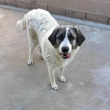 Gampr Mom -  Anatolian Shepherd Dog for Adoption in Agua Dulce, California - Gampr Mom | PetCurious