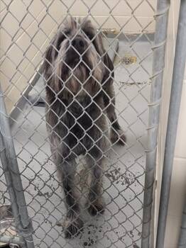 Terrier and Mixed Breed Dogs Available for Adoption - HARRY | PetCurious