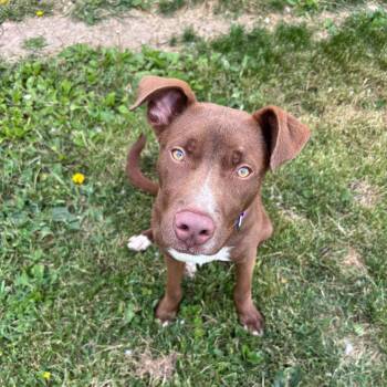 Pit Bull Terrier and Mixed Breed Dogs Available for Adoption in Rock Falls, Illinois - Java | PetCurious