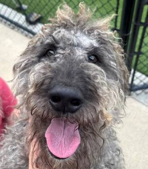 Lola -  Golden Retriever and Poodle Dog for Adoption in Dalton, Georgia - Lola | PetCurious