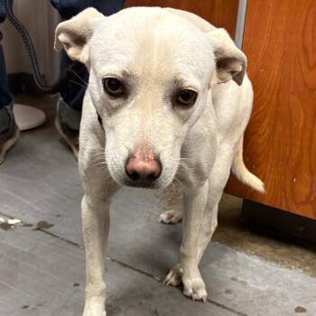 Labrador Retriever Dogs Available for Adoption - Dylan | PetCurious