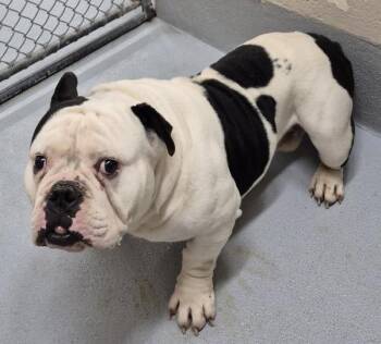 English Bulldog Dogs Available for Adoption - Pen 207d Miles | PetCurious