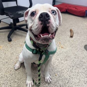 Rescue Bulldog Dogs for Adoption in Philadelphia, Pennsylvania - Mason | PetCurious