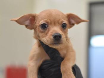 Sushi -  Chihuahua Dog for Adoption in Portland, Oregon - Sushi | PetCurious