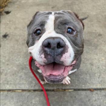 Pit Bull Terrier Dogs Available for Adoption in Northbrook, Illinois - Louie Cloverfield | PetCurious