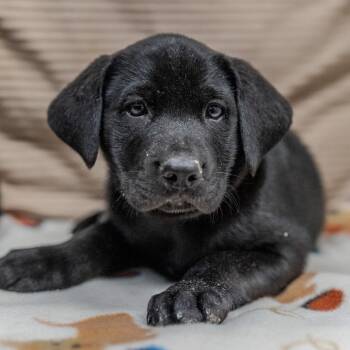 Labrador Retriever Dogs Available for Adoption - Stew | PetCurious