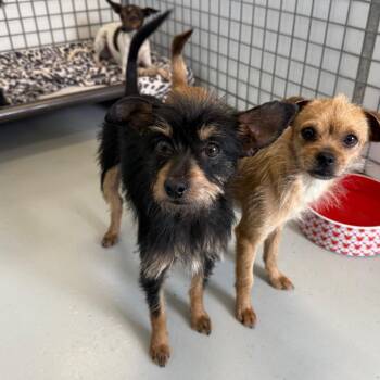 Zebra -  Silky Terrier and Chihuahua Dog for Adoption in Chico, California - Zebra | PetCurious